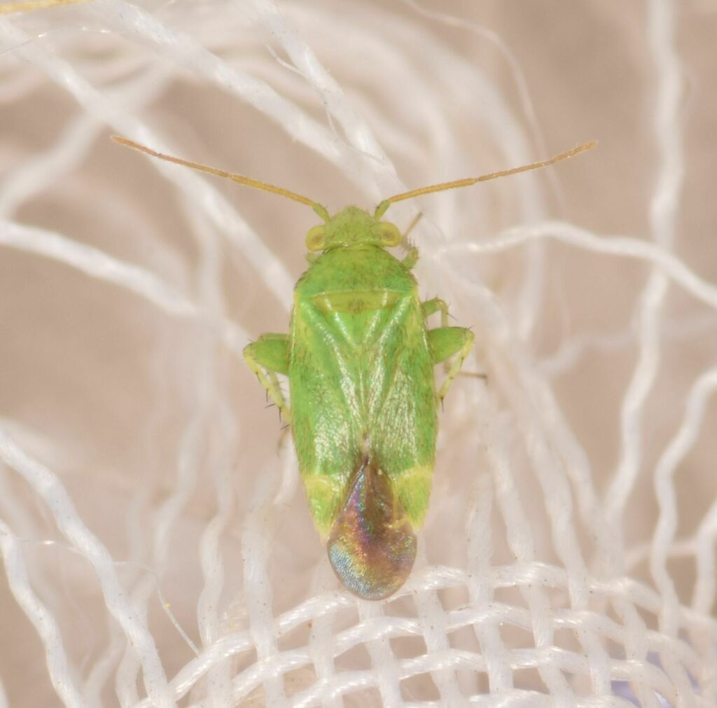 Tuponia prasina