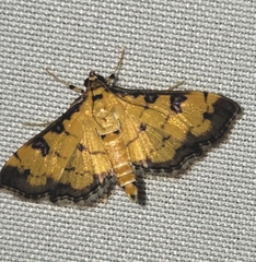 Ategumia ebulealis