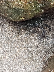 Pachygrapsus