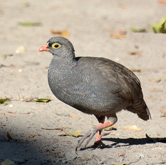 Pternistis adspersus