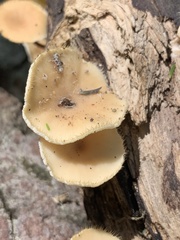 Lentinus flexipes