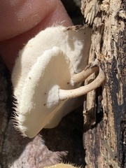 Lentinus flexipes