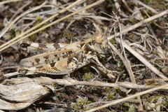 Dociostaurus genei genei