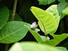 Catochrysops panormus exiguus