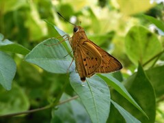 Cephrenes trichopepla