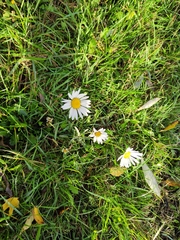Leucanthemum vulgare