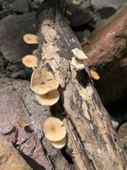 Lentinus flexipes