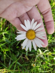 Leucanthemum vulgare