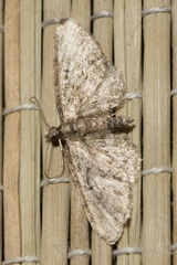Eupithecia inturbata