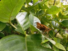 Cephrenes trichopepla