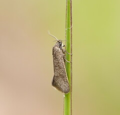 Leistomorpha brontoscopa