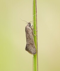 Leistomorpha brontoscopa