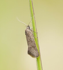 Leistomorpha brontoscopa