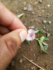 Agalinis heterophylla