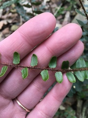 Pellaea rotundifolia
