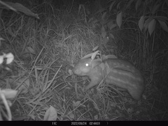 Cuniculus taczanowskii