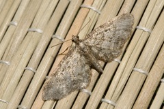 Eupithecia inturbata