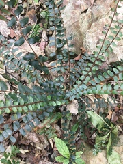 Pellaea rotundifolia