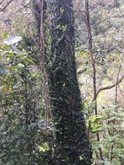 Pellaea rotundifolia