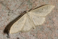 Idaea straminata