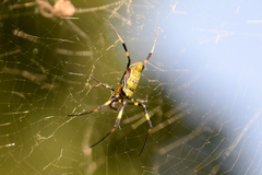 Trichonephila clavata
