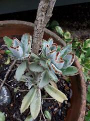 Kalanchoe tomentosa