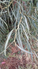 Acacia saligna