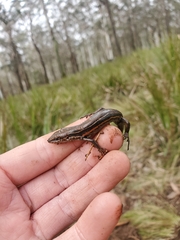 Pseudemoia pagenstecheri