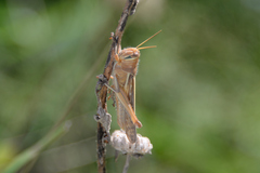 Patanga japonica