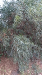Acacia saligna