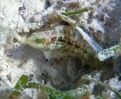 Oxycheilinus bimaculatus