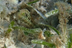 Oxycheilinus bimaculatus