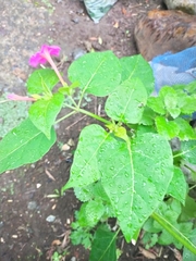 Mirabilis jalapa