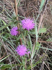 Centaurea