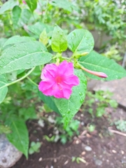 Mirabilis jalapa