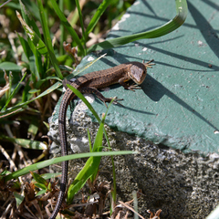 Takydromus tachydromoides