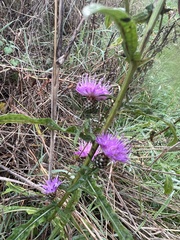 Centaurea