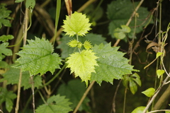 Urtica thunbergiana