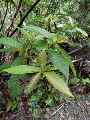 Saurauia tristyla