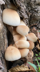 Cyclocybe parasitica