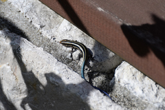 Plestiodon finitimus