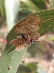 Camponotus intrepidus