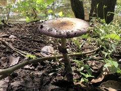 Psilocybe cubensis