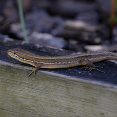 Takydromus tachydromoides