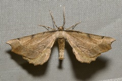 Artiora evonymaria
