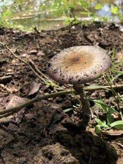 Psilocybe cubensis