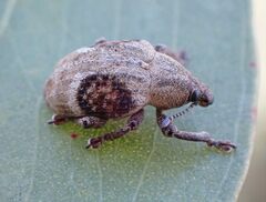 Oxyops bilunaris