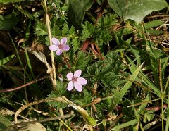 Erodium cicutarium