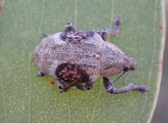 Oxyops bilunaris