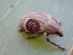 Oxyops bilunaris